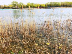 -大兴滨河森林公园