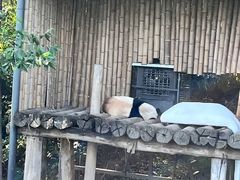 -广州长隆野生动物世界