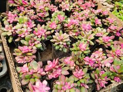 -三圣花乡旅游区