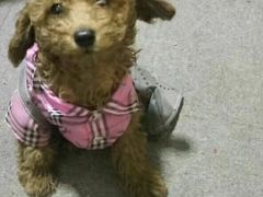 -瑞派福兴宠物医院犬猫全科·骨科·中西医结合(河东店)