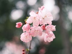 -高东镇樱花园