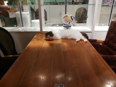 -猫小院猫主题餐厅(三里屯店)