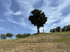 -小麦岛公园
