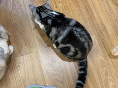 -COLOR PETS 撸猫馆·购猫·猫咖(长风大悦城店)