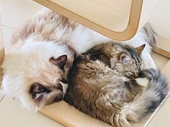 -瑞派·关忠动物医院·异宠专科·犬猫肿瘤·皮肤专科(望京店)