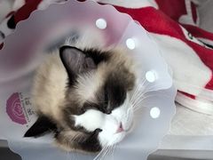 -纳吉亚猫专科动物医院·北北分院
