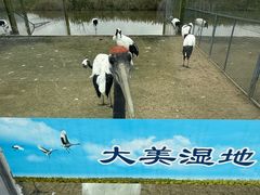 -盐城丹顶鹤湿地生态旅游区