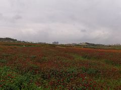 -光明小镇欢乐田园