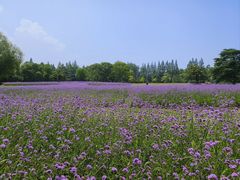 -上海滨江森林公园