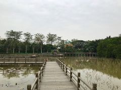-大湾区中央湿地公园
