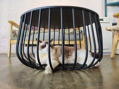 -喵屿·大理花园猫咖