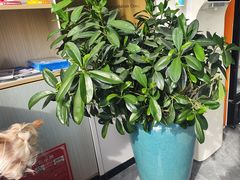 -芭比堂动物医院·CT·微创中心(新顺分院)