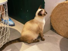 -猫儿山۰猫主题餐厅