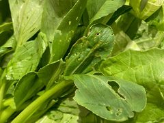 -新一哥粤菜火锅(瑞金店)