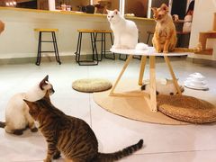 -Heymao猫咖.咖啡厅(东门店)