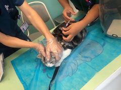 -欧奕国际动物医院