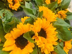 -秦美花卉(天朗·莱茵小城2期店)