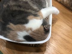 -藦茜花园宠物主题亲子互动体验馆(国顺东路店)