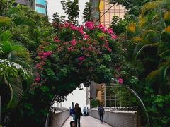 -九龙公园