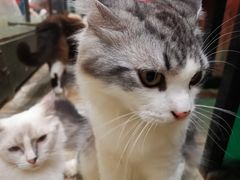 -猫咪博物馆(顶澳仔猫街店)