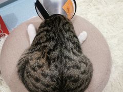 -伟伟宠物医院·CT影像中心·瑞派犬猫综合性门诊(汉口总院)