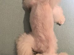 -爱诺耐芙动物医院(万博店)