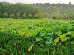 -渭南桃花源民俗文化园