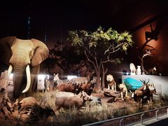 -贝林大翅鲸简餐厅(国家海洋博物馆店)