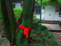 -叶家花园