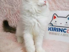 -十年猫舍·猫咪专门店(普陀店)
