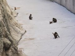 -石家庄市动物园