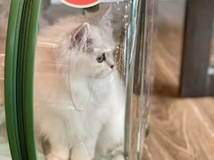 -猫大福·Fortune Cat猫舍(百子湾店)