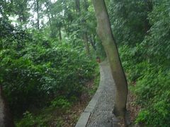 -上海佘山国家森林公园西佘山园