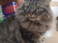 -pd派德宠物中心医院24H急重症·眼科中心·血液透析中心(嵩山北路店)