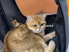 -北京观赏动物医院·24小时大型综合·猫专科·异宠专科