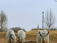 -北京野生动物园