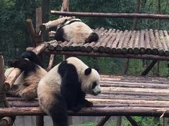 景点-成都大熊猫繁育研究基地