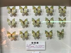 -上海大自然野生昆虫馆(东方明珠·爬宠昆虫探索中心)