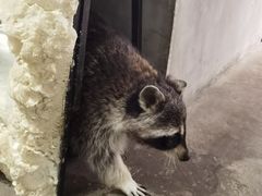 -浣熊柯尔鸭土拨鼠·电玩咖