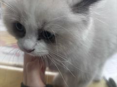 -芭比堂宠物医院·全科爱猫医院·仁德分院