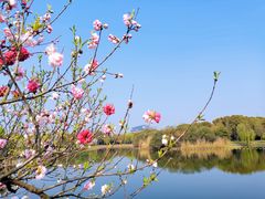 -无锡蠡湖国家湿地公园-蠡园