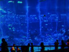 -新加坡海洋生态馆