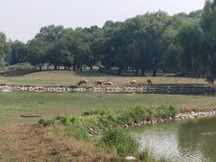 -北京麋鹿生态实验中心