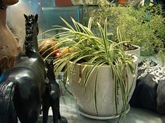 景观位-露西亚咖啡西餐厅(哈尔滨俄侨纪念馆店)