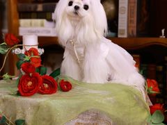 -萌宠之家·腊肠犬·马尔泰·小体犬舍