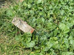 -樂桃源奉贤黄桃种植采摘基地