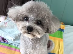 -宠福鑫康馨动物医院·骨科·眼科