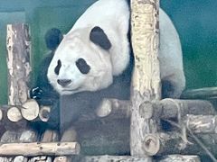 -大青山野生动物园