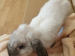 -猫猫幼稚园·撸猫·桌游·电玩