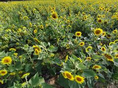 -汉长安城未央宫国家考古遗址公园